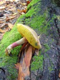 Boletus chrysenteron image