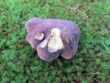 Tylopilus variobrunneus image
