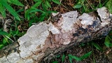 Fuscocerrena portoricensis image