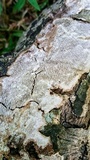 Fuscocerrena portoricensis image