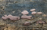 Hypoxylon rubiginosum image