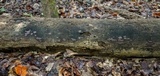 Hypoxylon rubiginosum image