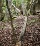 Hypoxylon rubiginosum image