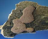 Hypoxylon rubiginosum image