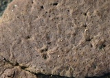 Hypoxylon rubiginosum image