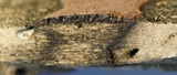 Hypoxylon rubiginosum image