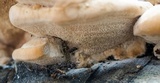 Climacocystis borealis image