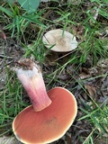 Caloboletus firmus image