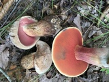 Caloboletus firmus image