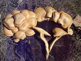 Gymnopilus ventricosus image