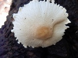 Lepiota clypeolaria image