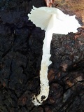 Lepiota clypeolaria image