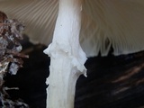 Lepiota clypeolaria image
