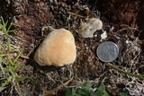 Phymatotrichopsis omnivora image