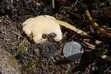 Phymatotrichopsis omnivora image