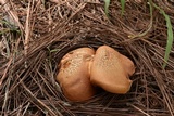 Tylopilus leucomycelinus image