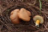 Tylopilus leucomycelinus image