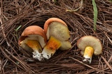 Tylopilus leucomycelinus image