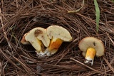 Tylopilus leucomycelinus image
