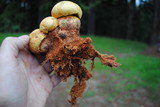 Boletus orovillus image