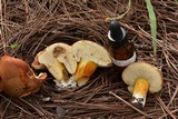 Tylopilus leucomycelinus image