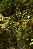 Dibaeis absoluta image