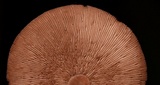 Marasmius cohaerens var. lachnophyllus image