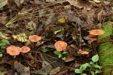 Marasmius cohaerens image