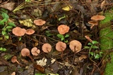 Marasmius cohaerens image