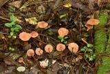 Marasmius cohaerens image