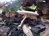 Leucocoprinus cepistipes image