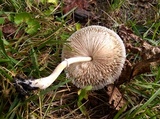 Leucocoprinus cepistipes image