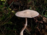 Leucocoprinus cepistipes image