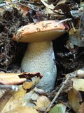 Leccinum manzanitae image