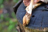 Volvariella bombycina image