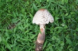 Leucoagaricus americanus image