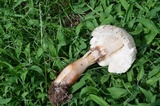 Leucoagaricus americanus image