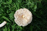 Leucoagaricus americanus image