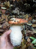 Leccinum manzanitae image