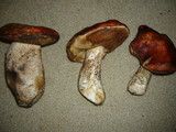 Leccinum manzanitae image