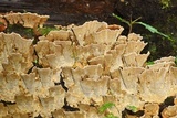 Xylobolus subpileatus image
