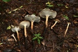 Polyporus radicatus image