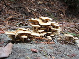 Pholiota terrestris image