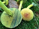 Pulveroboletus ravenelii image