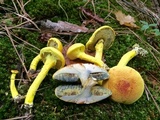 Pulveroboletus ravenelii image