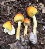 Amanita arkansana image