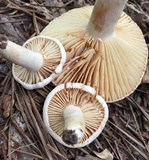 Lactarius marylandicus image