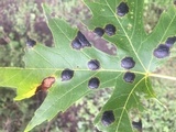 Rhytisma americanum image