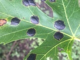 Rhytisma americanum image