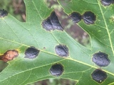 Rhytisma americanum image